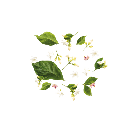 tea-300x300_502222052