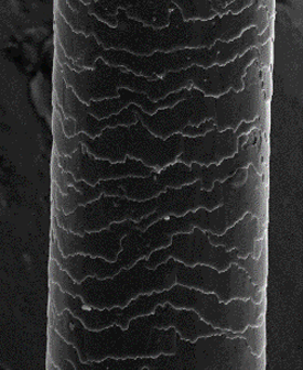 ProArginine + ArganID™ Low Ammonia